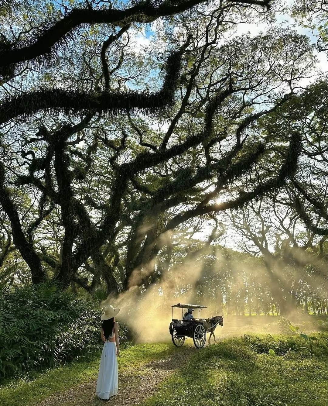 De Djawatan Forest - Banyuwangi